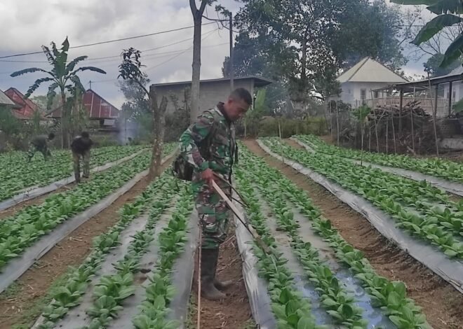 Satgas TMMD Ke-129 Kodim 1626/Bangli Pastikan Pakcoy Tumbuh Optimal