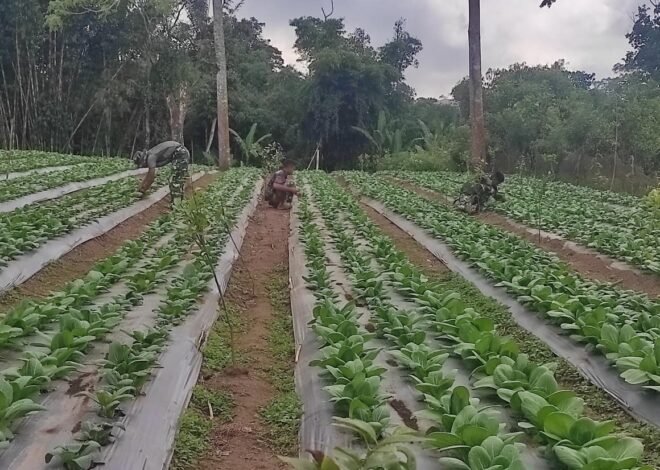 Perawatan Rutin Jadi Kunci, Satgas TMMD Ke-129 Rawat Tanaman Pakcoy di Sekardadi