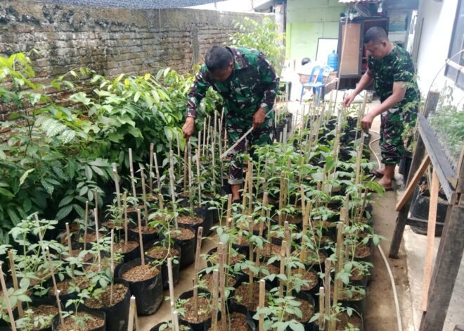 TMMD Ke-129 Kodim 0102/Pidie Mulai Garap Demplot Sayuran, Edukasi Warga Manfaatkan Lahan Kosong
