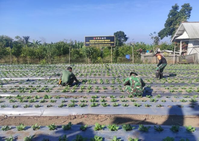 Satgas TMMD Ke-129 Kodim 1626/Bangli Intensif Rawat Pakcoy Demi Hasil Panen Berkualitas