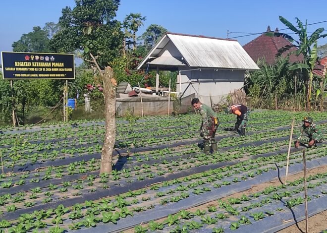 Gotong Royong Satgas TMMD dan Warga Rawat Pakcoy Perkuat Ketahanan Pangan Desa