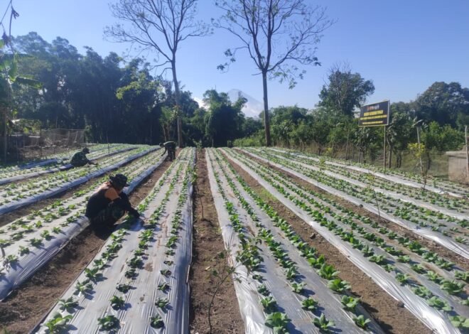TMMD Ke-129 Bangli Bangun Ketahanan Pangan dari Lahan Pertanian Desa