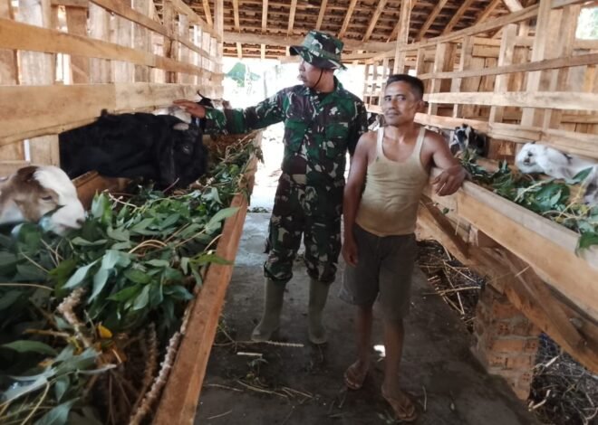 Bangkitkan Ketahanan Pangan, Satgas TMMD Ke-129 Kodim 0412/LU Sambangi Peternak Kambing di Baru Raharja.