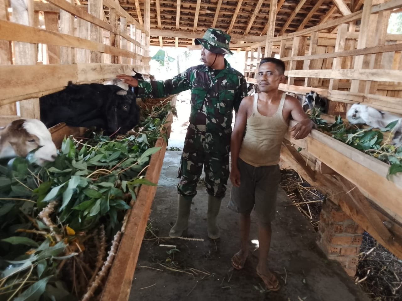 Bangkitkan Ketahanan Pangan, Satgas TMMD Ke-129 Kodim 0412/LU Sambangi Peternak Kambing di Baru Raharja.