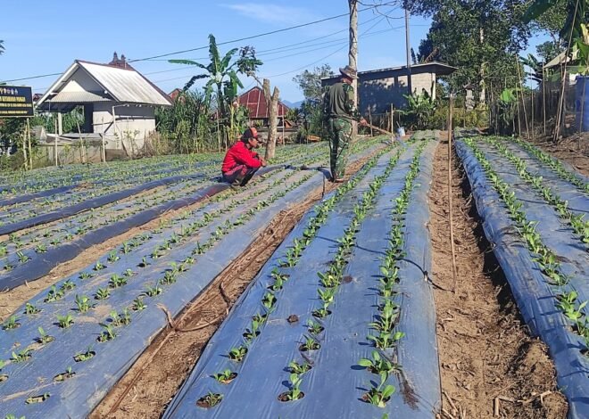 Satgas TMMD Ke-129 Kodim 1626/Bangli Rutin Siram Tanaman Pakcoy Demi Hasil Panen Maksimal