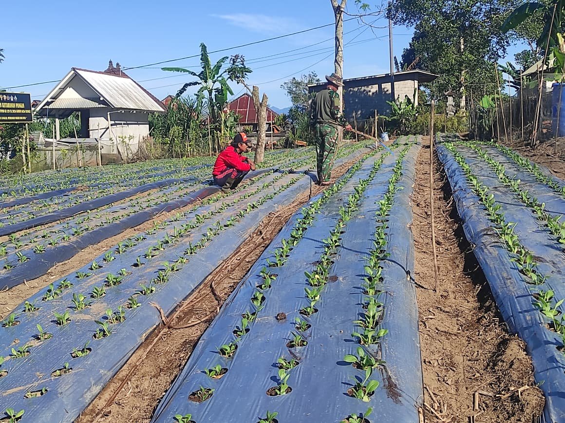 Satgas TMMD Ke-129 Kodim 1626/Bangli Rutin Siram Tanaman Pakcoy Demi Hasil Panen Maksimal