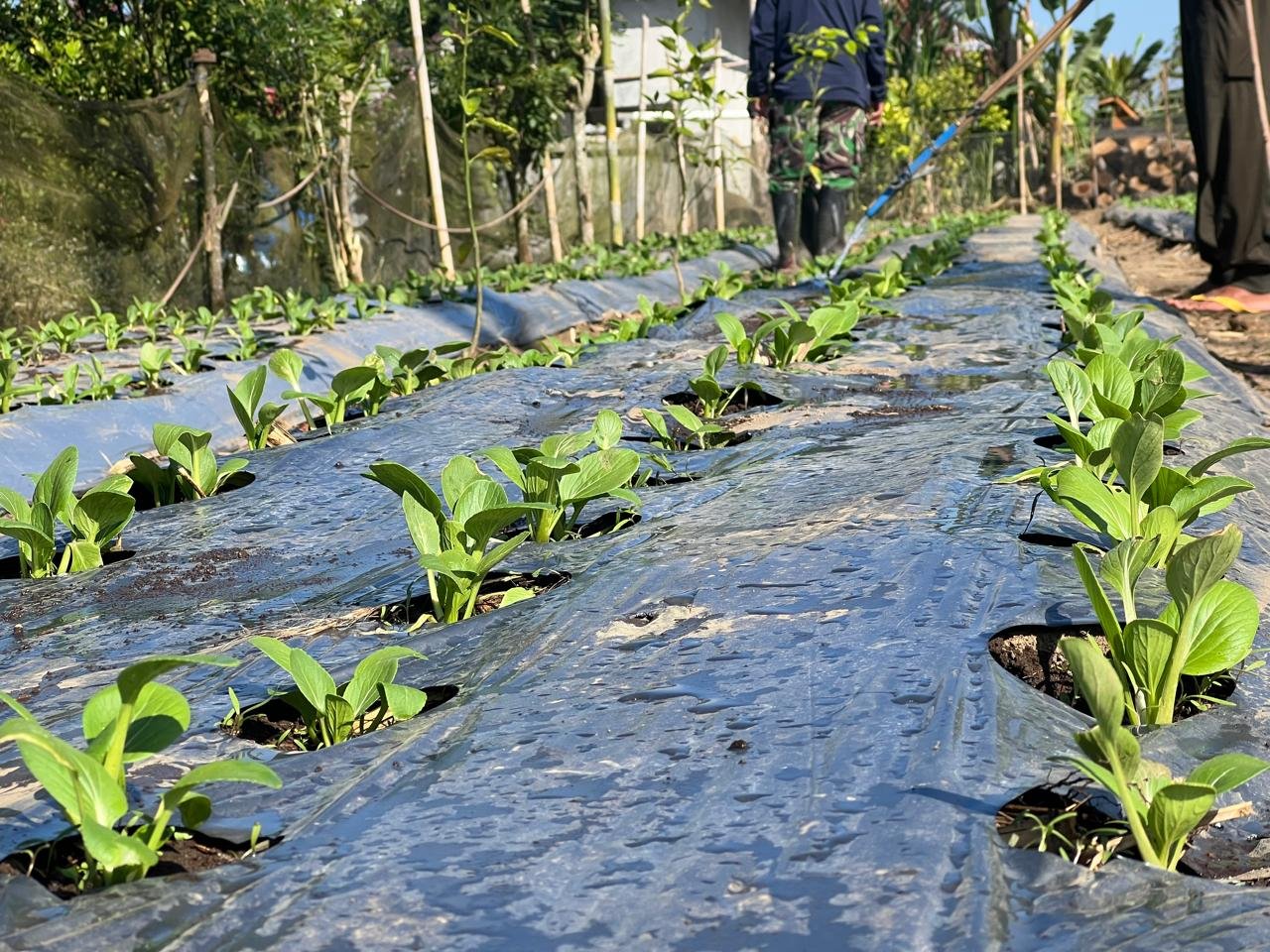 Pemupukan Pakcoy Jadi Langkah Satgas TMMD Ke-129 Kodim 1626/Bangli Tingkatkan Hasil Pertanian Warga