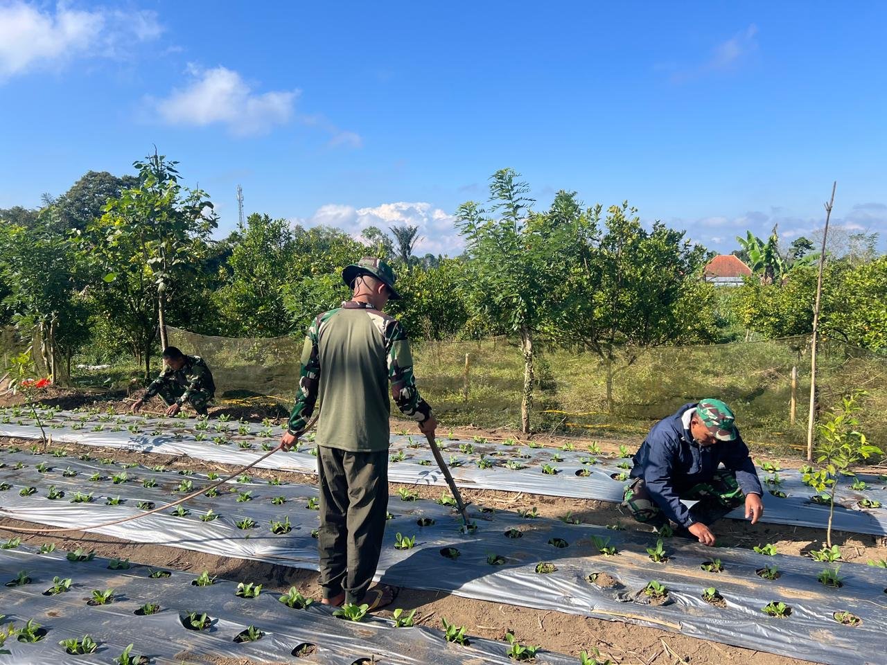 Melalui Perawatan Pakcoy, Satgas TMMD Ke-129 Kodim 1626/Bangli Tanamkan Semangat Bertani Produktif
