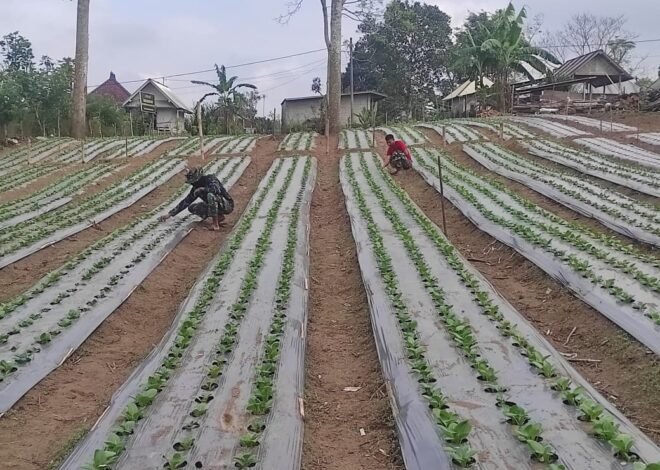 Tanaman Pak Coy Tumbuh Subur, Program Ketahanan Pangan TMMD Ke-129 Kodim 1626/Bangli Tunjukkan Hasil Positif