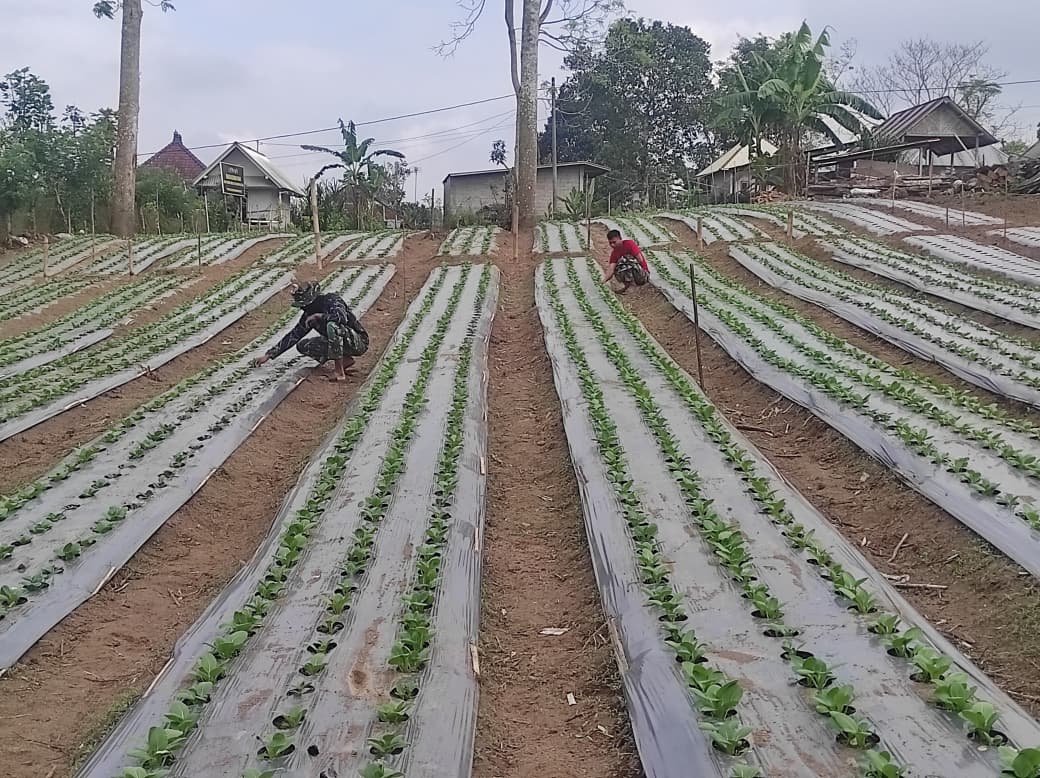 Tanaman Pak Coy Tumbuh Subur, Program Ketahanan Pangan TMMD Ke-129 Kodim 1626/Bangli Tunjukkan Hasil Positif