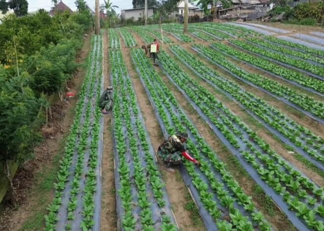 Lahan Pakcoy TMMD Ke-129 di Sekardadi Tumbuh Hijau, Jadi Bukti Program Ketahanan Pangan Berjalan