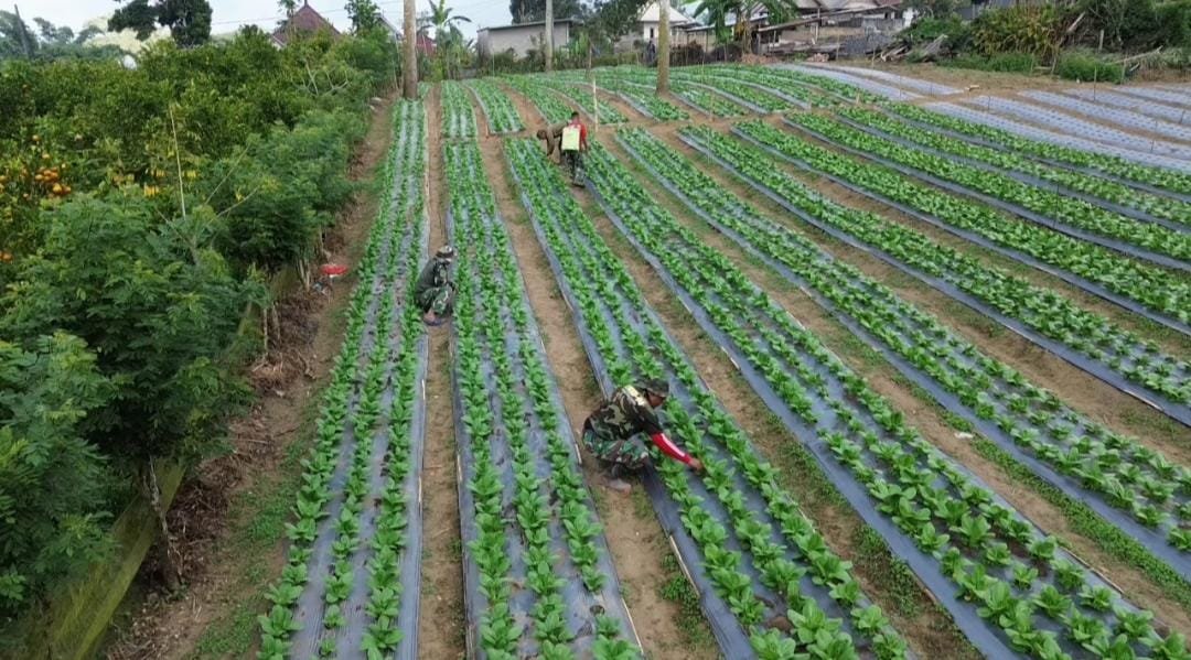Lahan Pakcoy TMMD Ke-129 di Sekardadi Tumbuh Hijau, Jadi Bukti Program Ketahanan Pangan Berjalan