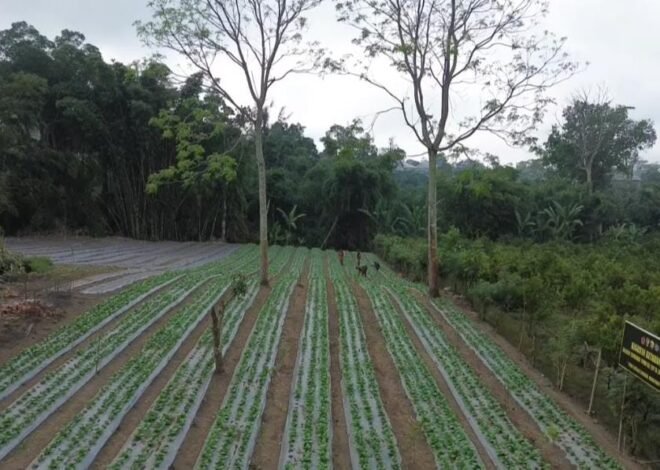 Pakcoy Menghijau di Lahan Warga, Satgas TMMD Ke-129 Kodim 1626/Bangli Dorong Ketahanan Pangan Sekardadi