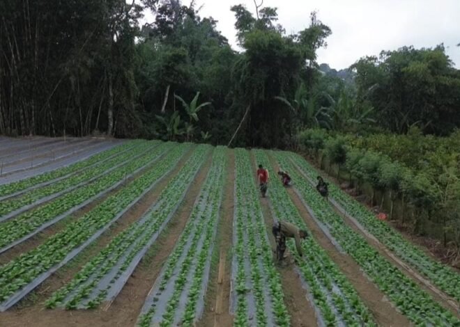 Lahan Warga Disulap Jadi Kebun Produktif, Pakcoy TMMD Ke-129 Kodim 1626/Bangli Tumbuh Subur
