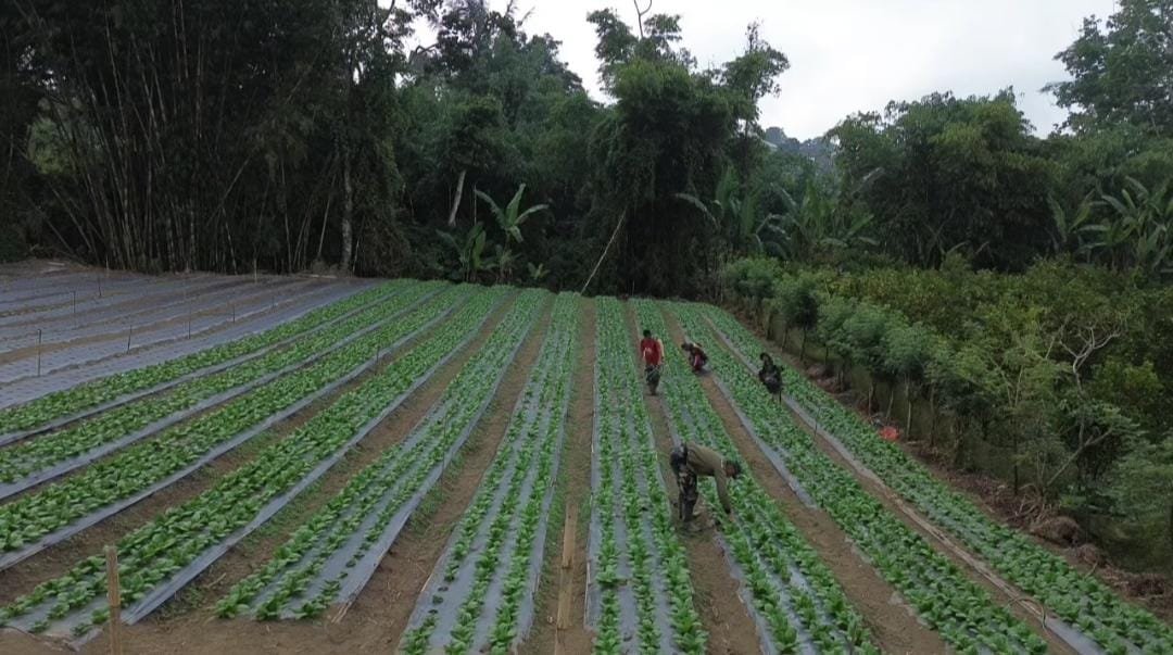 Lahan Warga Disulap Jadi Kebun Produktif, Pakcoy TMMD Ke-129 Kodim 1626/Bangli Tumbuh Subur