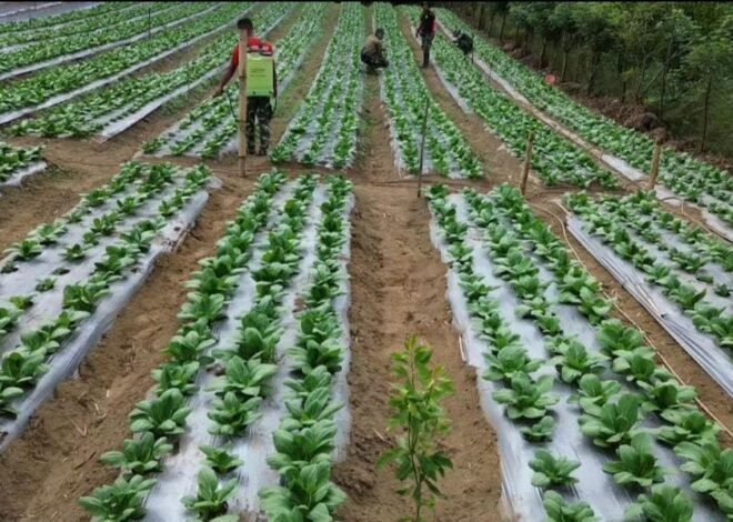 Pakcoy TMMD Ke-129 Tumbuh Subur, Buka Peluang Produktivitas dan Ekonomi Warga Sekardadi