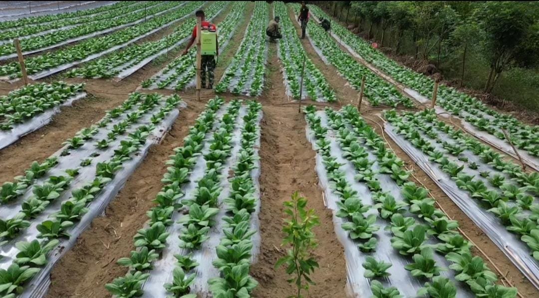 Pakcoy TMMD Ke-129 Tumbuh Subur, Buka Peluang Produktivitas dan Ekonomi Warga Sekardadi
