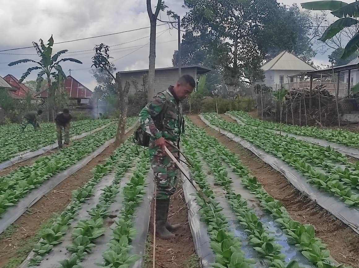 Satgas TMMD Ke-129 Kodim 1626/Bangli Pastikan Pakcoy Tumbuh Optimal