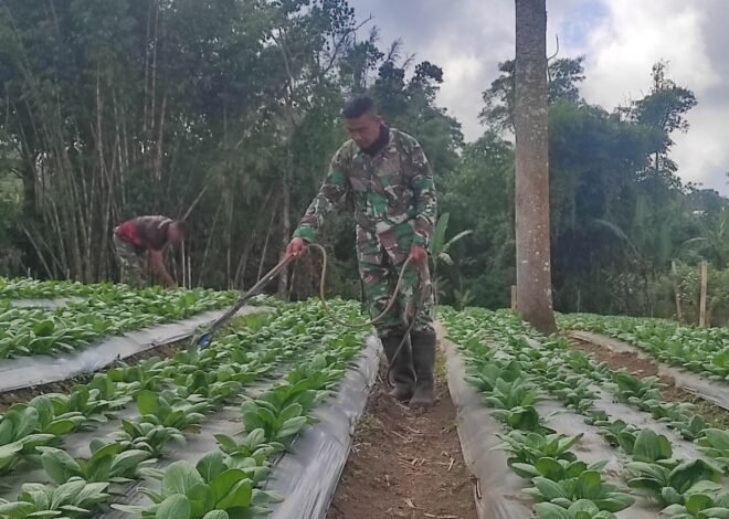 Manfaatkan Lahan 15 Are, Satgas TMMD Ke-129 Dorong Kemandirian Pangan Warga Sekardadi
