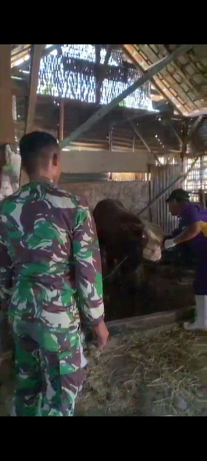 Dukung Peternak, TMMD Ke-129 Hadirkan Layanan Penyuntikan Hewan Ternak di Desa Kesongo