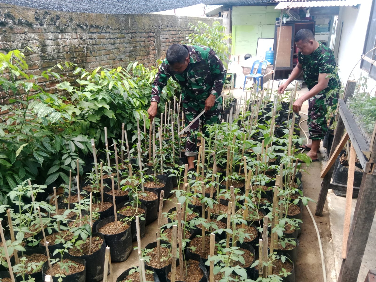 TMMD Ke-129 Kodim 0102/Pidie Mulai Garap Demplot Sayuran, Edukasi Warga Manfaatkan Lahan Kosong