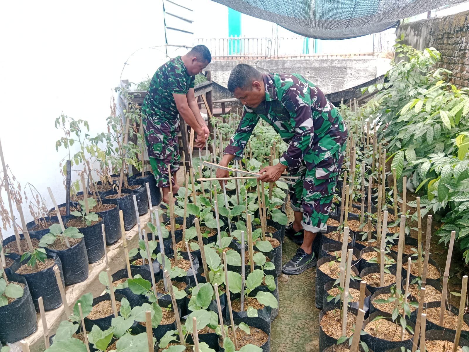 Satgas TMMD Ke-129 Kodim 0102/Pidie Kembangkan Demplot Sayuran untuk Perkuat Ketahanan Pangan Warga