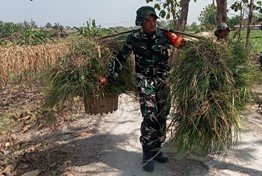 TMMD 129 Bojonegoro: Aksi Nyata Anggota Satgas, Pikulan Rumput Diangkat