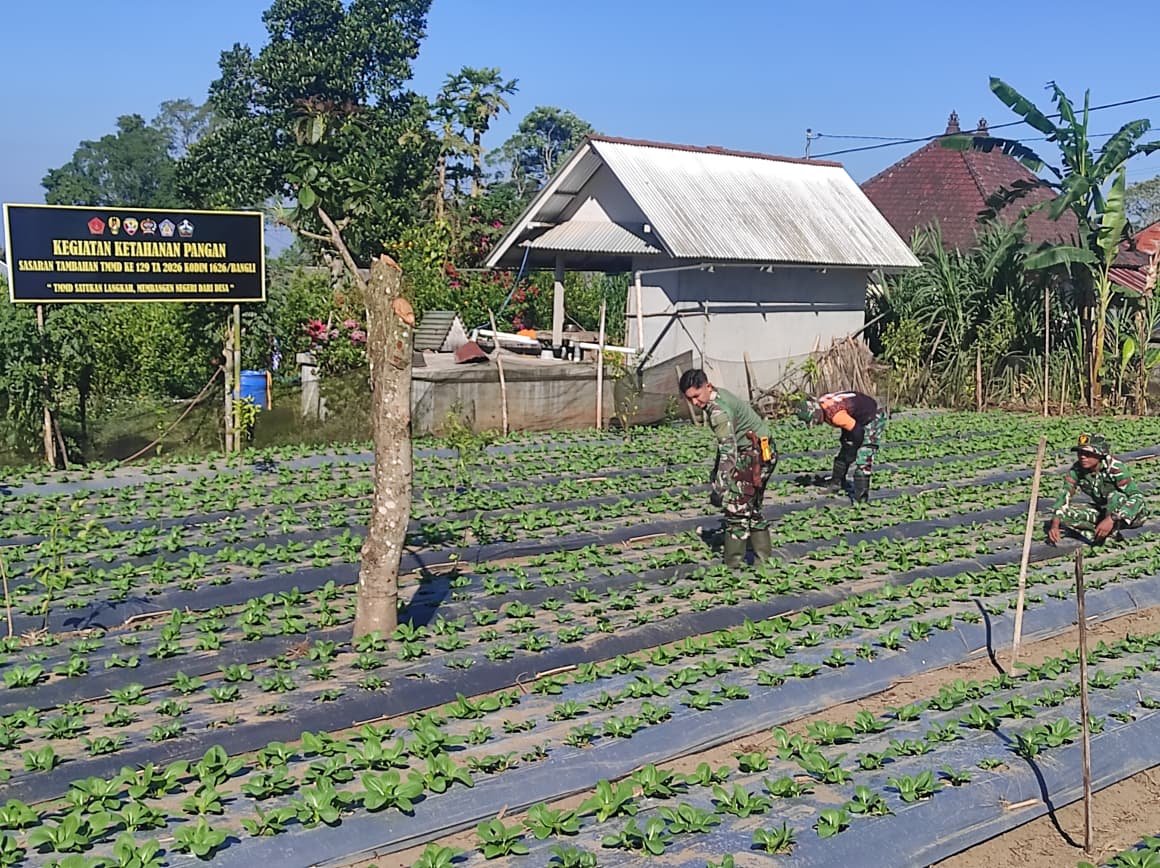 Gotong Royong Satgas TMMD dan Warga Rawat Pakcoy Perkuat Ketahanan Pangan Desa