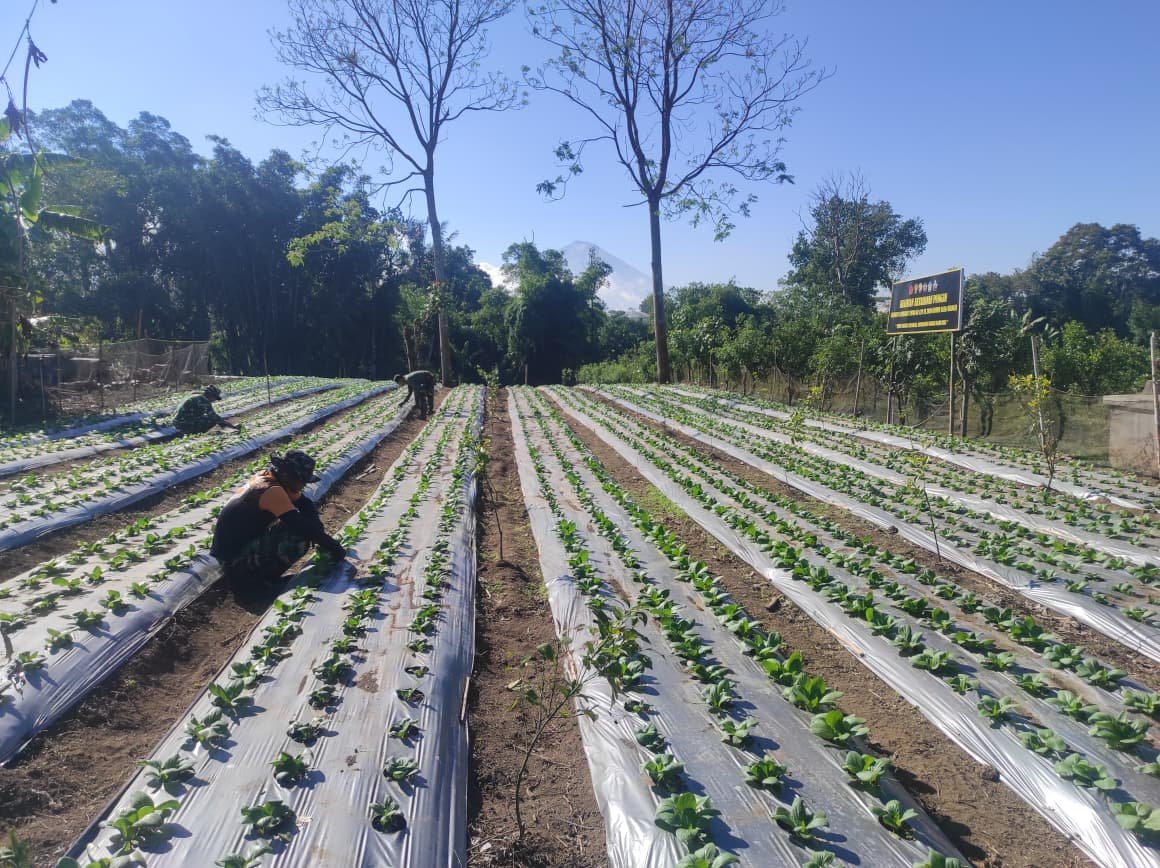 TMMD Ke-129 Bangli Bangun Ketahanan Pangan dari Lahan Pertanian Desa