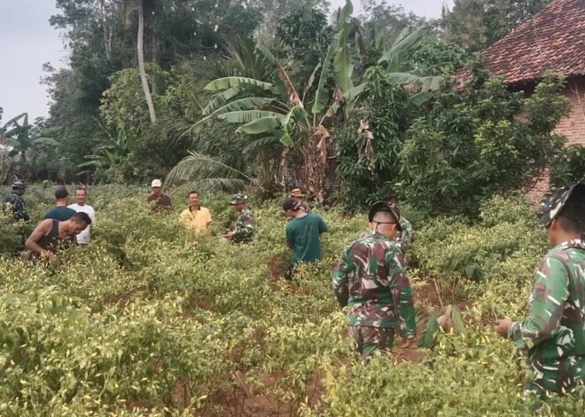 Cabai Rawit di Ujung Sungkai: Saat Manunggal TNI dan Petani Menjaga Napas Pangan.
