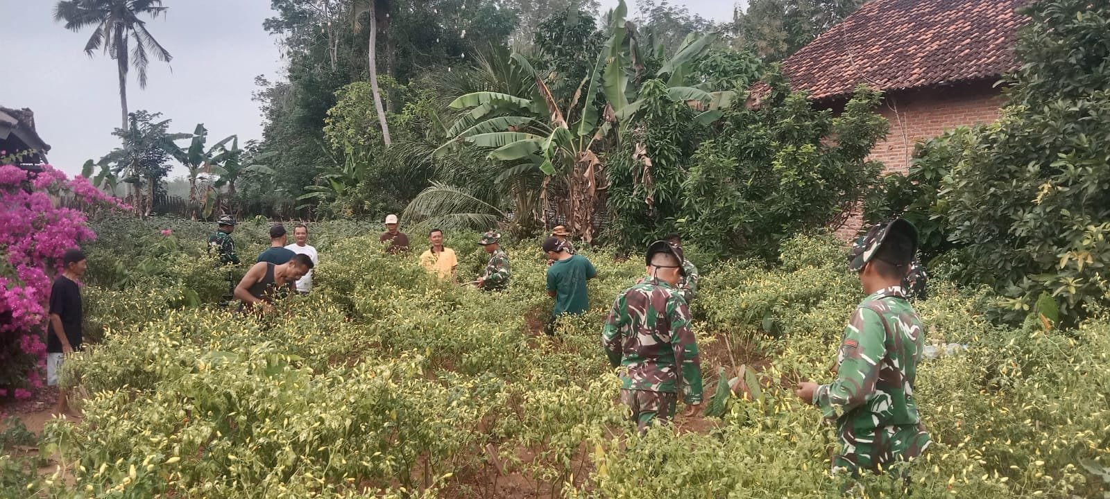 Cabai Rawit di Ujung Sungkai: Saat Manunggal TNI dan Petani Menjaga Napas Pangan.
