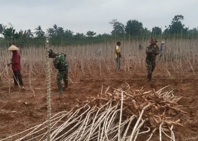 Akar Ketahanan di Tanah Sungkai: Kala Prajurit dan Petani Mencabut Umbi Pangan di Tengah Terik.