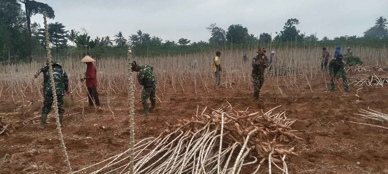 Akar Ketahanan di Tanah Sungkai: Kala Prajurit dan Petani Mencabut Umbi Pangan di Tengah Terik.