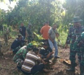 Mangga hingga Jengkol Ditanam di Lahan TMMD, Jadi Investasi Pangan Jangka Panjang