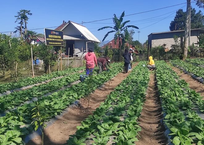 Bukan Sekadar Panen, Pakcoy TMMD Bangli Tinggalkan Bekal bagi Masyarakat