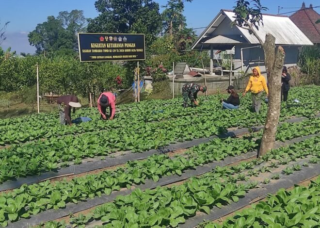 Dari Lahan 15 Are Jadi Sumber Pangan, Pakcoy TMMD Bangli Dipanen Bersama Warga