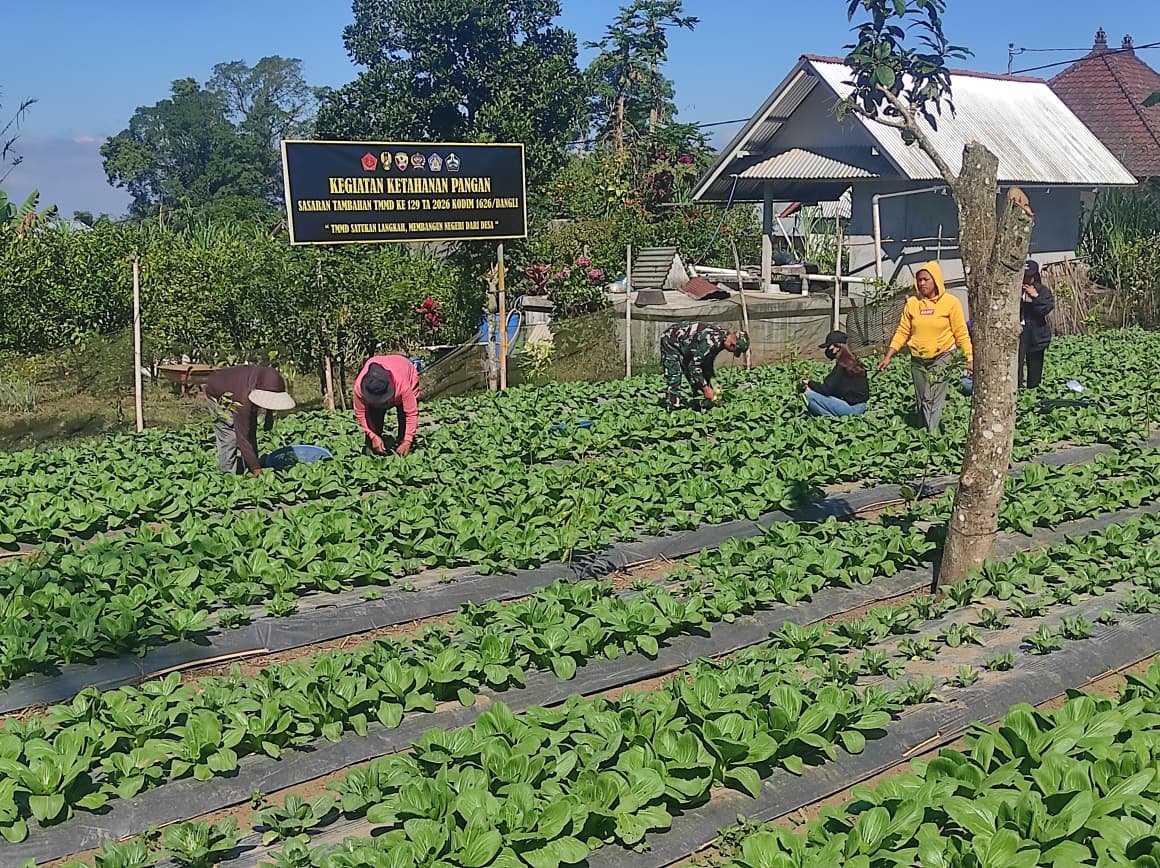 Dari Lahan 15 Are Jadi Sumber Pangan, Pakcoy TMMD Bangli Dipanen Bersama Warga