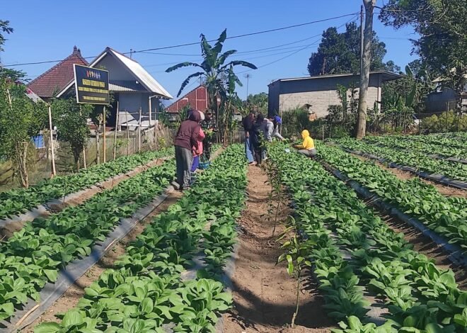 Satgas TMMD dan Warga Sekardadi Kompak Panen Pakcoy, Gotong Royong Berbuah Hasil