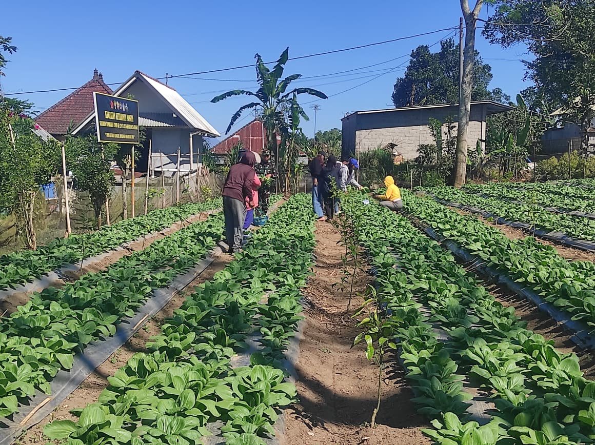 Satgas TMMD dan Warga Sekardadi Kompak Panen Pakcoy, Gotong Royong Berbuah Hasil