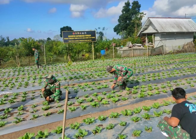Satgas TMMD Ke-129 Kodim 1626/Bangli Optimalkan Perawatan Pakcoy Demi Hasil Panen Berkualitas