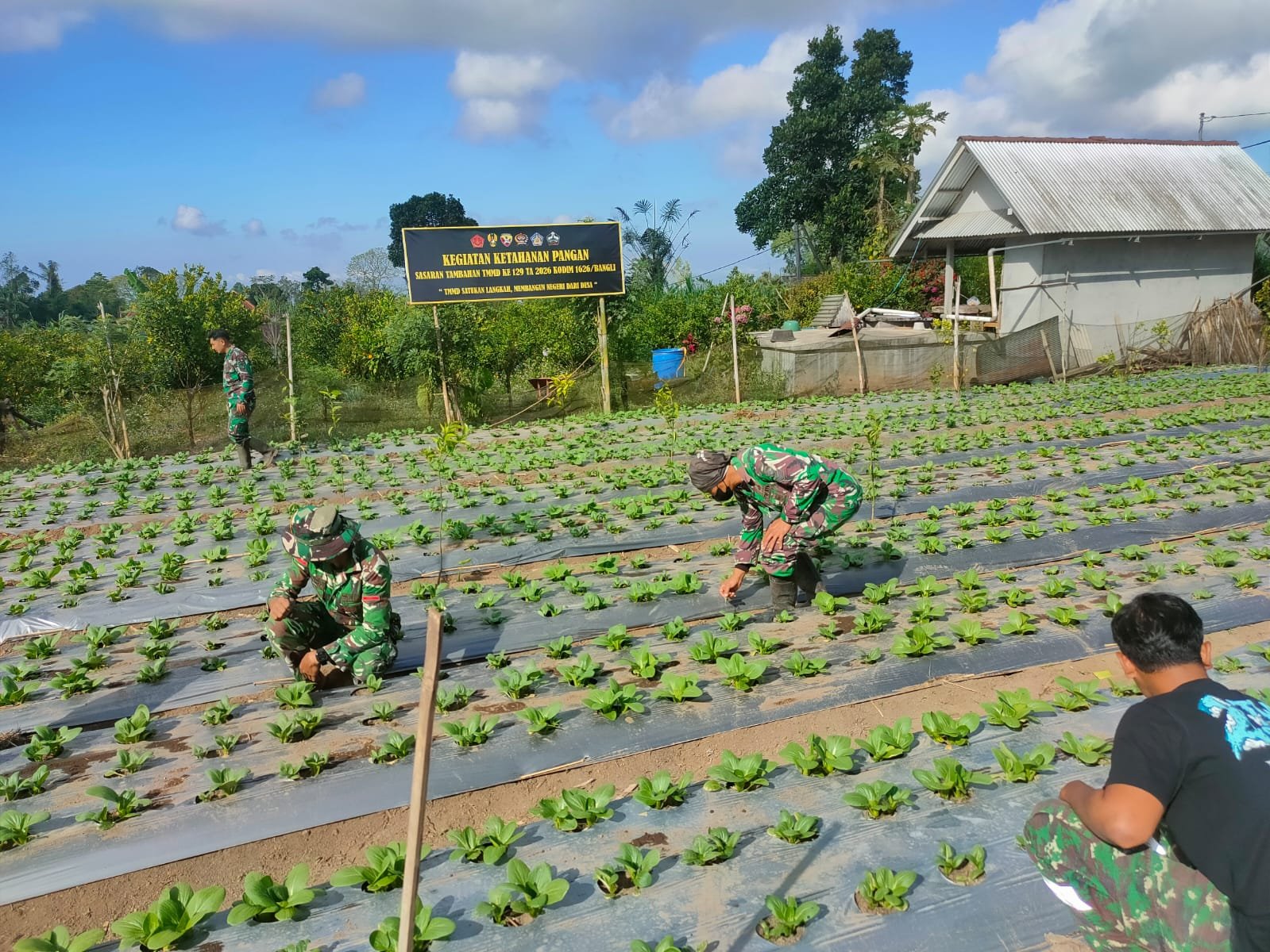 Satgas TMMD Ke-129 Kodim 1626/Bangli Optimalkan Perawatan Pakcoy Demi Hasil Panen Berkualitas