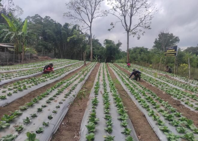 Gotong Royong Satgas TMMD dan Warga Rawat Pakcoy di Lahan I Nyoman Siram