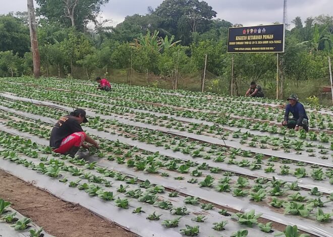 Budidaya Pakcoy TMMD Ke-129 Jadi Langkah Nyata Perkuat Ketahanan Pangan Desa Sekardadi