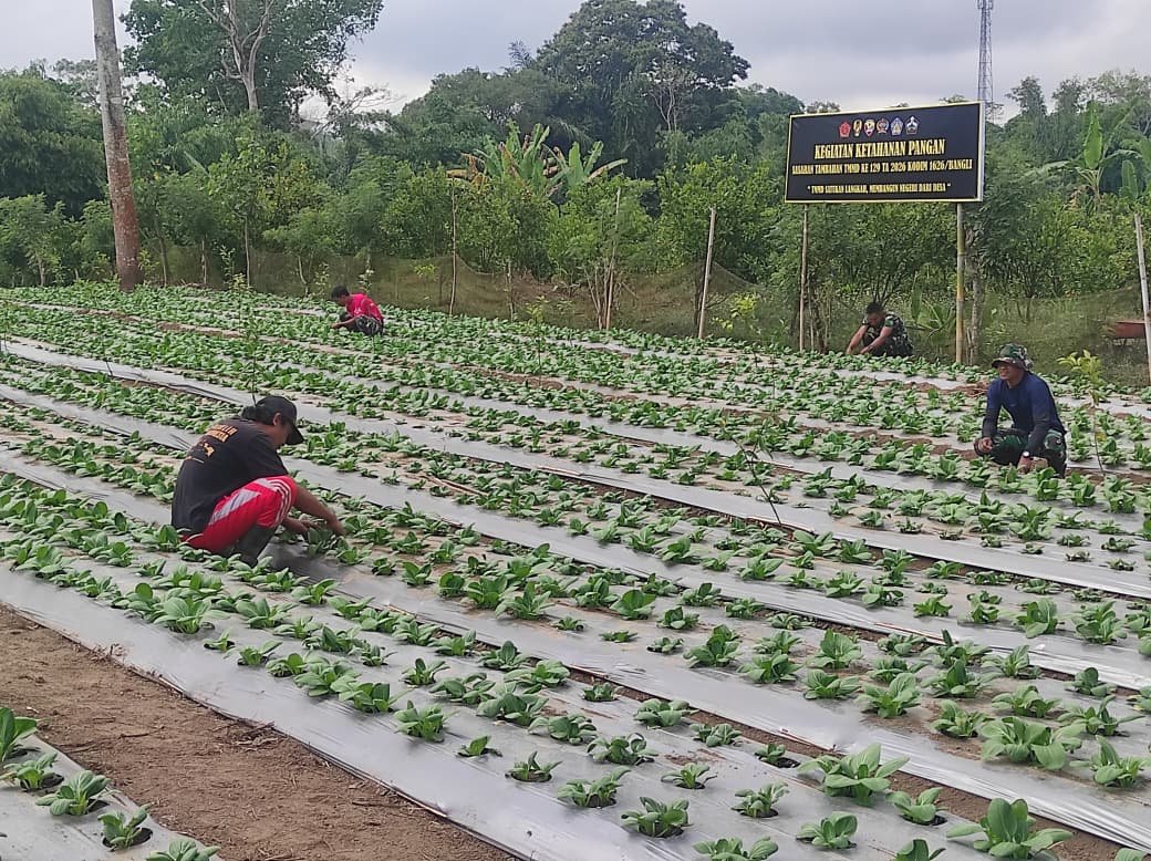 Budidaya Pakcoy TMMD Ke-129 Jadi Langkah Nyata Perkuat Ketahanan Pangan Desa Sekardadi