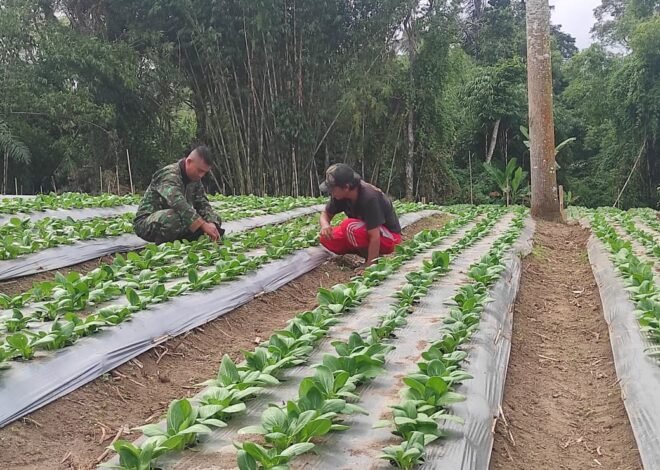 I Nyoman Siram Hibahkan Lahan untuk Budidaya Pakcoy, Dukung Ketahanan Pangan TMMD Ke-129
