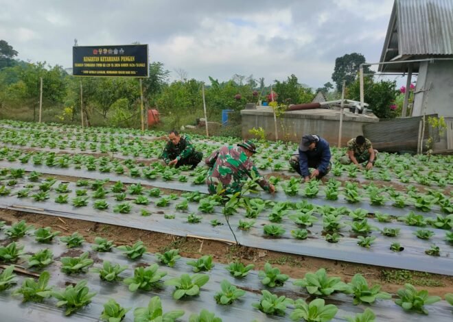 Satgas TMMD Ke-129 Kodim 1626/Bangli Optimalkan Budidaya Pakcoy untuk Perkuat Ketahanan Pangan Desa