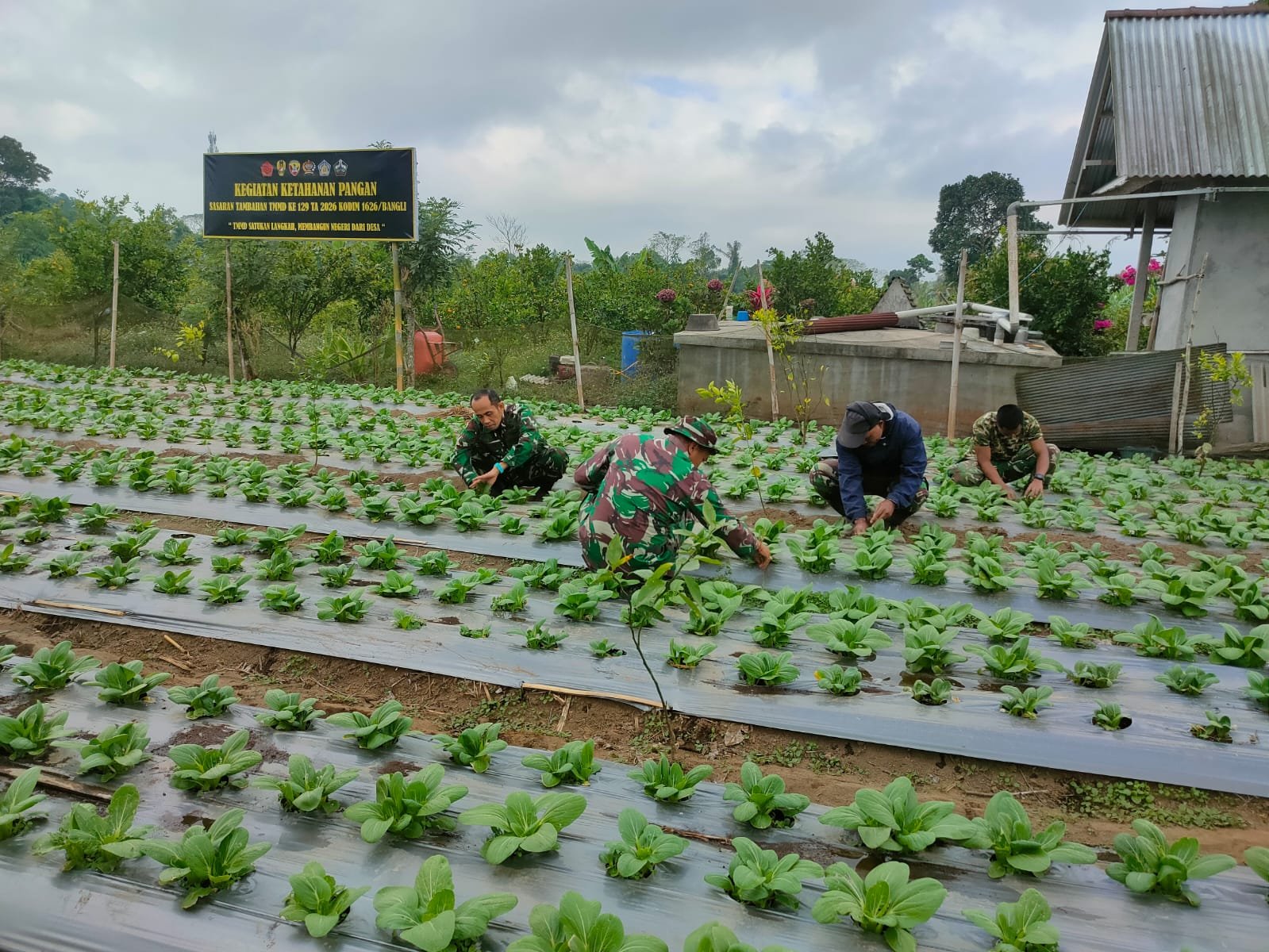 Satgas TMMD Ke-129 Kodim 1626/Bangli Optimalkan Budidaya Pakcoy untuk Perkuat Ketahanan Pangan Desa