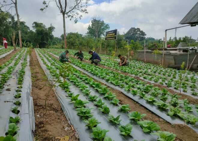 Kaya Vitamin dan Mineral, Pakcoy Jadi Pilihan TMMD Ke-129 Bangli Tingkatkan Gizi Warga