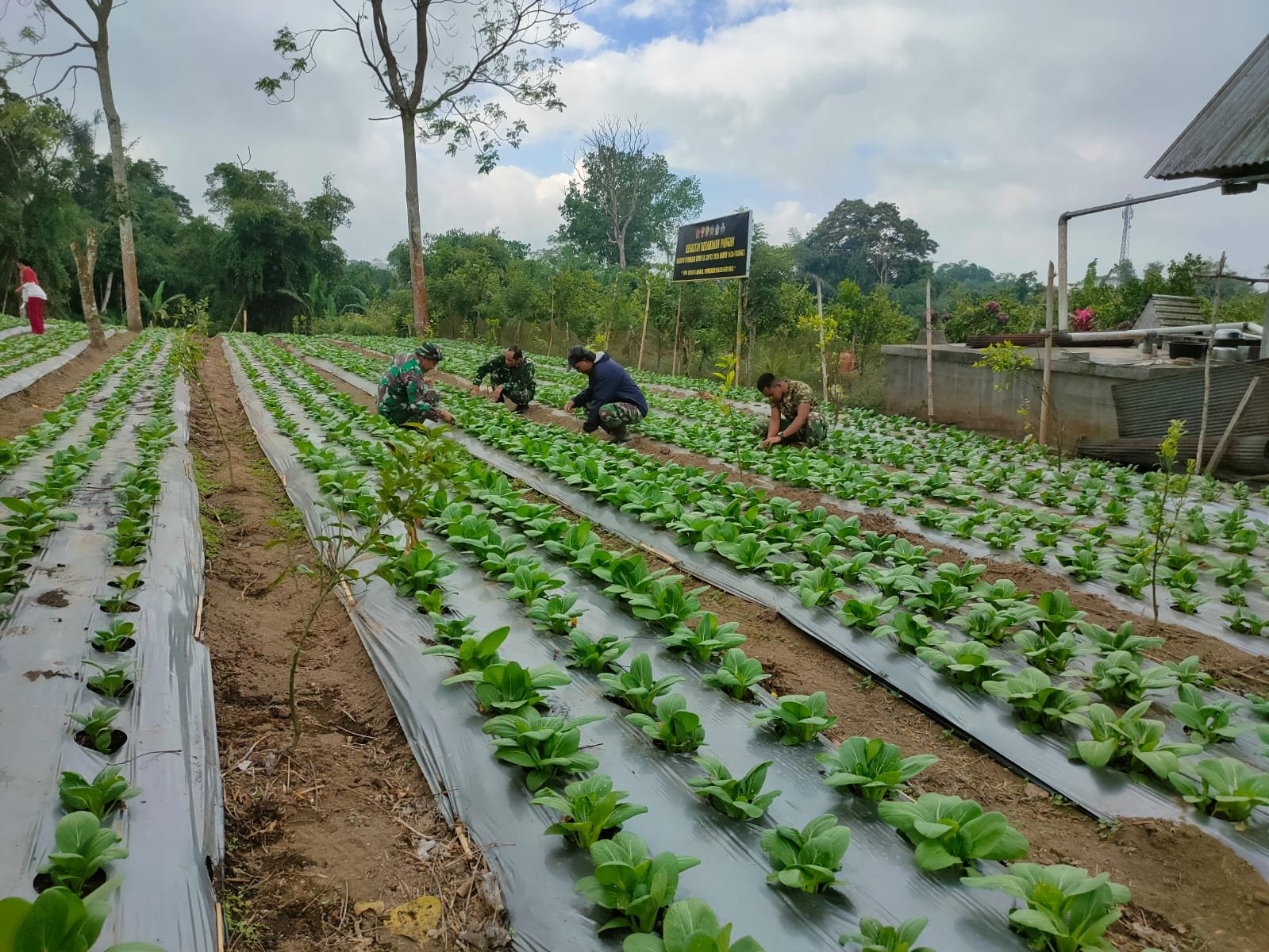 Kaya Vitamin dan Mineral, Pakcoy Jadi Pilihan TMMD Ke-129 Bangli Tingkatkan Gizi Warga