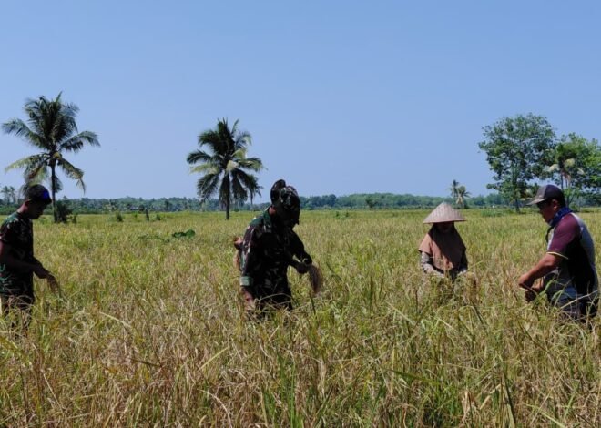 Panen Padi Jadi Momentum Satgas TMMD Dekat dengan Petani Desa Bandar Raya